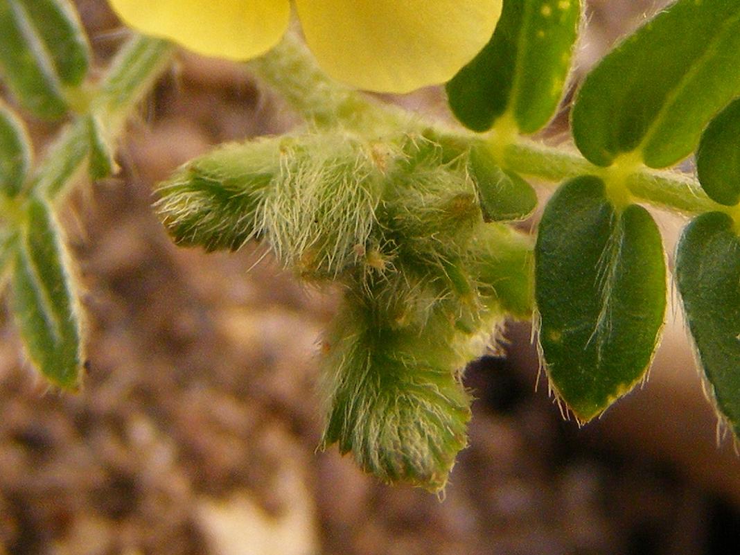 Tribulus terrestris / Tribolo